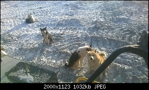 Нажмите на изображение для увеличения
Название: WP_20141210_003.jpg
Просмотров: 345
Размер: 1.01 Мб
ID: 19733