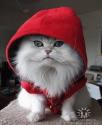 Аватар для Котяра