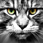 Аватар для Libertad